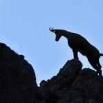 Chamois (ph: Gianbattista (Tita) Rigoni Stern)