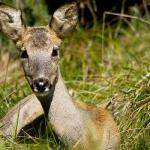 Female roe deer (ph: Gianbattista (Tita) Rigoni Stern)