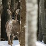 Roe deer (ph: Gianbattista (Tita) Rigoni Stern)
