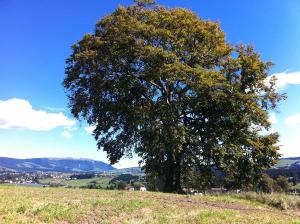 The "Gadda's oak".