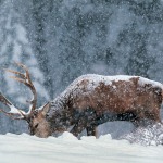 Un cervo nella neve sull'Altopiano