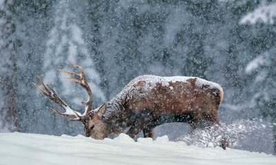 Un cervo nella neve sull'Altopiano