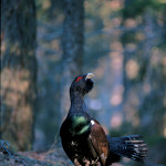 Grouse or capercaillie (ph: Roberto Costa)