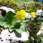 Primula Auricola - Botanic alpine garden on Monte Corno - Lusiana.